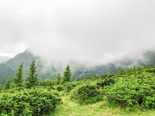 Fototapeta na wymiar Landscape of carpathian mountains in Ukraine with fog