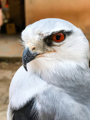 Portrait of falcon bird