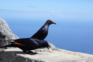 red winged starling on Table mountain in Cape Town, South Africa