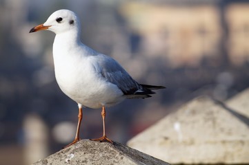 seagull