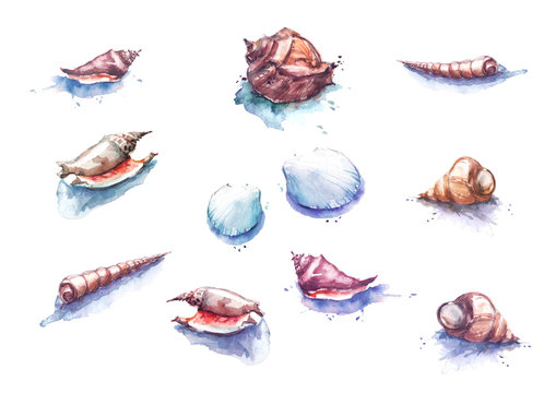 Watercolor illustration of a set with a picture of different variations of seashells, snails. Isolated on white background.