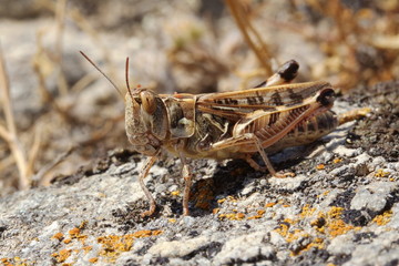 Heuschrecke auf Paros