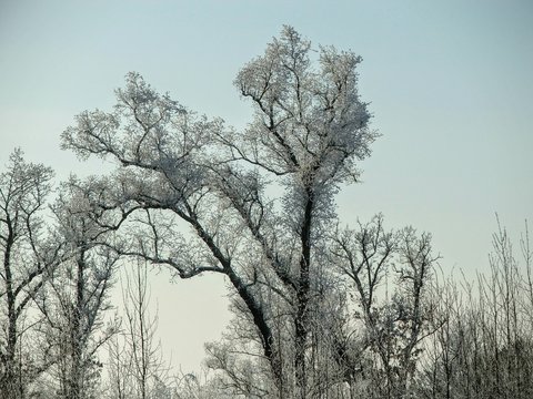 зиний лес в Амурской области Россия