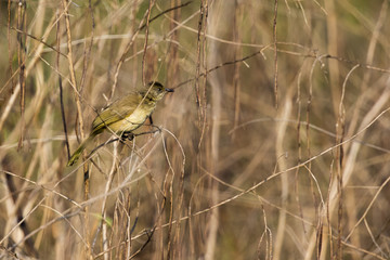 Image of bird (Streak-eared Bulbul; Pycnonotus blanfordi) on the branch on nature background. Wild Animals.