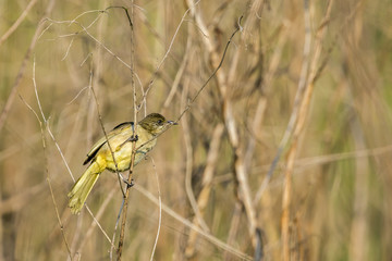 Image of bird (Streak-eared Bulbul; Pycnonotus blanfordi) on the branch on nature background. Wild Animals.