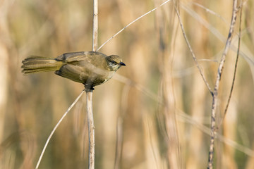 Image of bird (Streak-eared Bulbul; Pycnonotus blanfordi) on the branch on nature background. Wild Animals.