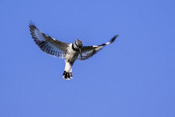 Image of Pied Kingfisher (Ceryle rudis) male hovering in flight on sky. Wild Animals.