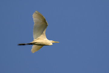 Image of egret flying in the sky. Heron. Wild Animals.