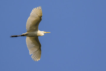 Image of egret flying in the sky. Heron. Wild Animals.