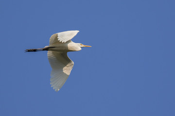 Image of egret flying in the sky. Heron. Wild Animals.