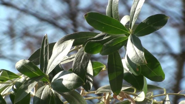 A branch of a little olive tree, slowly moving in the wind, with depth of field and in slow motion