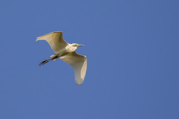 Image of egret flying in the sky. Heron. Wild Animals.