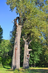 Fototapeta premium Old poplar tree