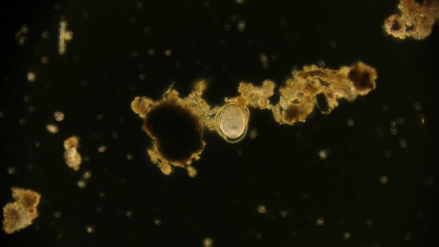 Mikroorganismus Ei unter dem Mikroskop in 4K
