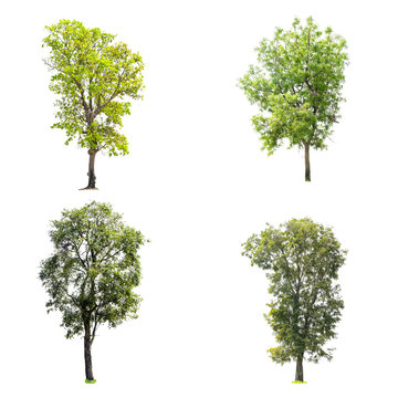 Collection of trees isolated on white background with clipping path.