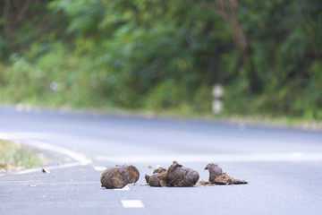 wild elephant dung