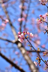 ピンクの梅の花