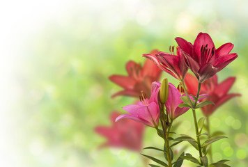 Fototapeta na wymiar Summer background blur with lily