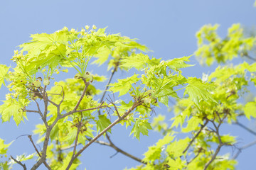 Acer blossom in springtime