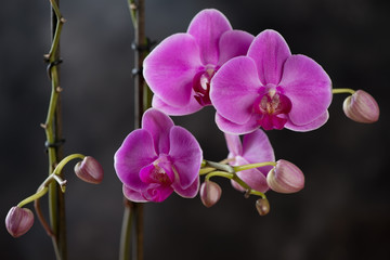 Fototapeta na wymiar Blooming phalaenopsis orchid, dark background, studio shot