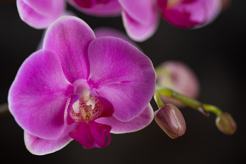 Fototapeta premium Phalaenopsis orchid flowers, close-up, selective focus