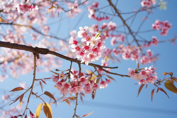 pink cherry blossom in winter.