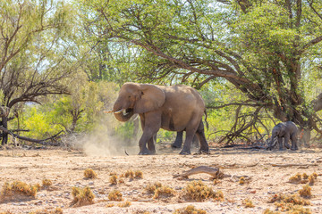 Fototapeta premium Elefantenbulle mit Kalb (Loxodonta africana) im Aba Huab Trockenflussbett