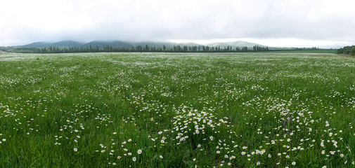 field of daisy flowers