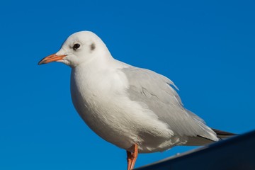 standing seagull