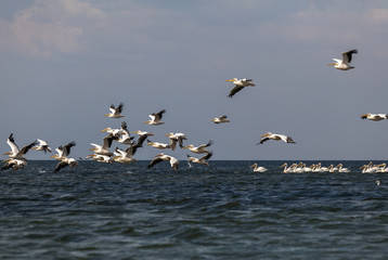 soaring flock of pink pelicans