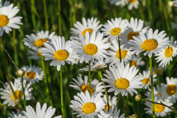 Fototapeta premium field daisy closeup