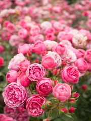 üppig blühende rosa Rosen