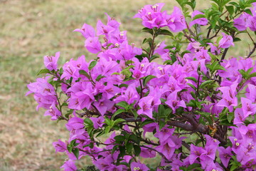 Bougainvillea flower purple Close up , glabra Choisy beautiful natural in garden