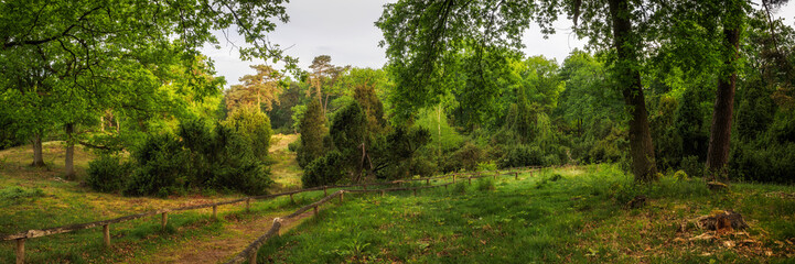 Westruper Heide mit Erika und Birken, Deutschland, Europa