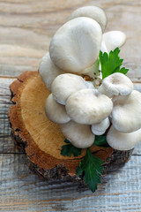Oyster mushrooms and parsley sprig.