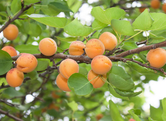 Yellow ripe apricots on the branch. Background of apricots and green leaves