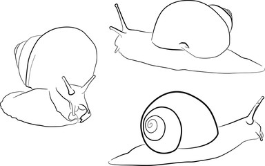 three snail sketches isolated on white