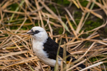white headed buffalo weaver - woodland park zoo - Seattle, WA
