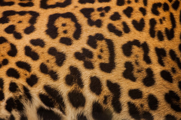 Real Leopard Skin for background and texture