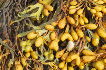 Водоросли фукус пузырчатый крупным планом