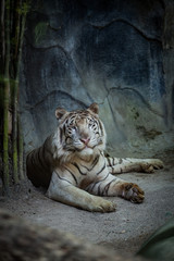 White Tiger on the rock in the zoo