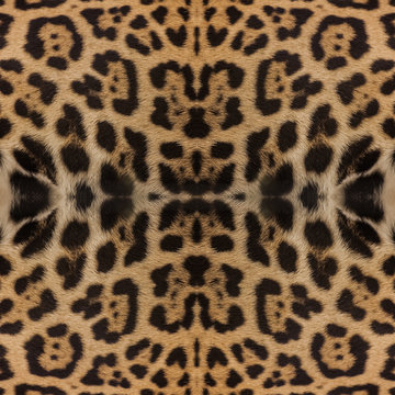 Real Leopard Skin for background and texture
