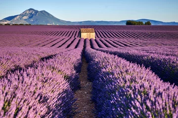 Fotobehang lavendelvelden in de Provence © lucaar