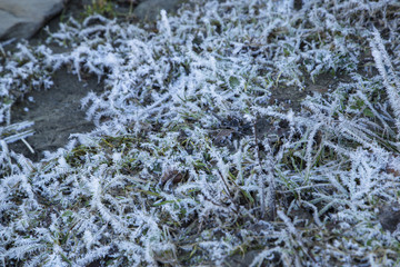 First frost on the grass in the village on the leaves