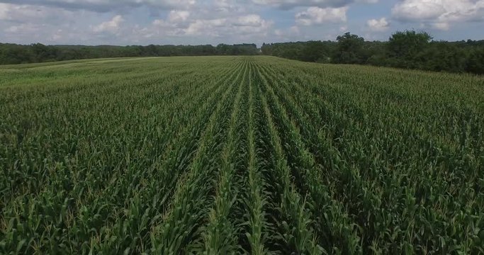 4K Corn Green flyover pt 1 of 2