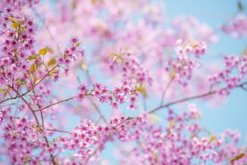 Cerasoides,View Beautiful in Texture background
