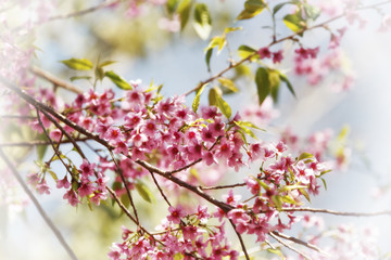 Cerasoides,View Beautiful in Texture background