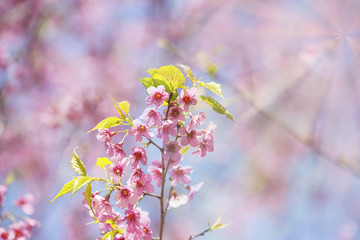 Cerasoides,View Beautiful in Texture background