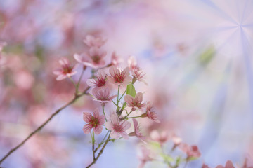 Cerasoides,View Beautiful in Texture background