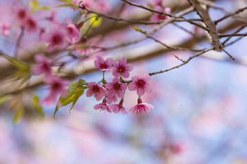 Cerasoides,View Beautiful in Texture background